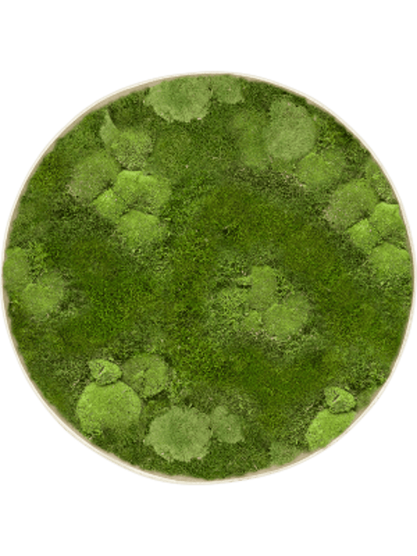 Mosschilderij rond antique white-concrete bol- en platmos 50 cm