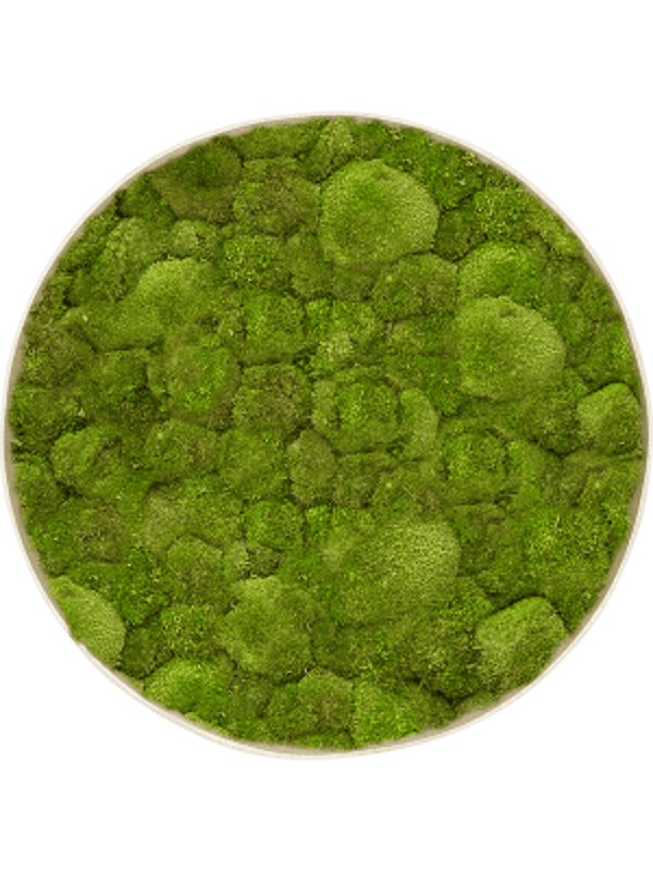 Mosschilderij rond antique white-concrete bolmos 80 cm