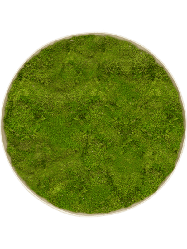 Mosschilderij rond antique white-concrete platmos 100 cm