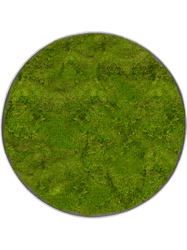 Mosschilderij rond natural-concrete platmos 100 cm