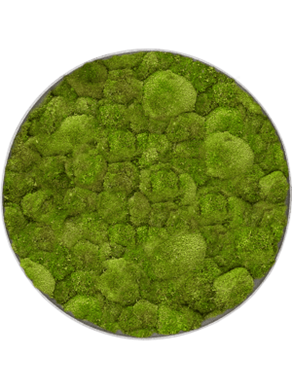 Mosschilderij rond natural-concrete bolmos 100 cm