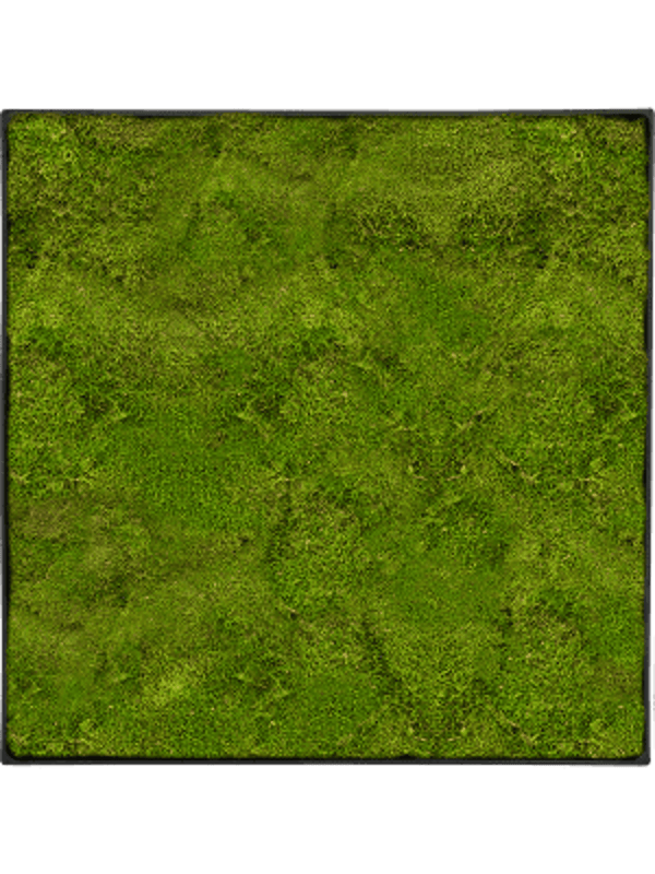 Mosschilderij anthracite-concrete platmos 50 x 50 cm