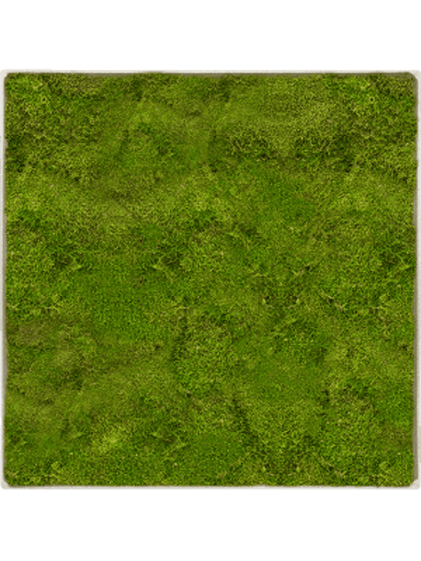 Mosschilderij antique white-concrete platmos 50 x 50 cm