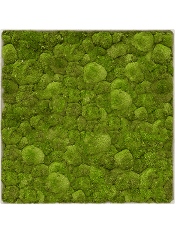 Mosschilderij antique white-concrete bolmos 50 x 50 cm