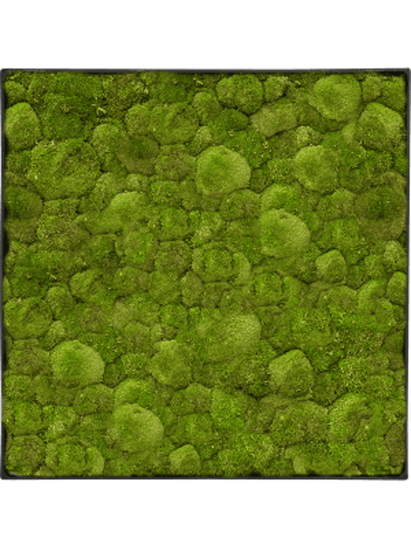 Mosschilderij anthracite-concrete bolmos 80 x 80 cm