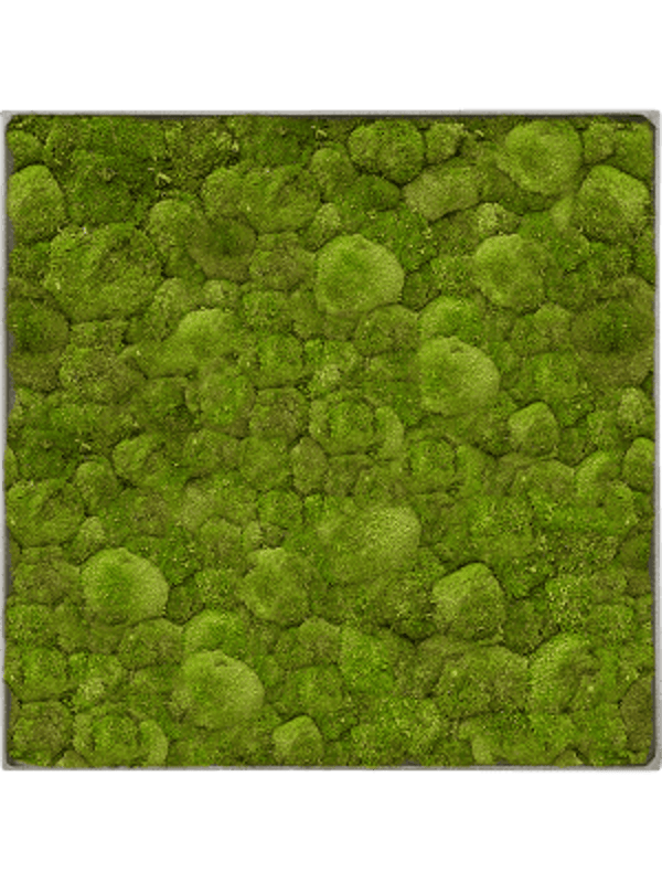 Mosschilderij natural-concrete bolmos 80 x 80 cm