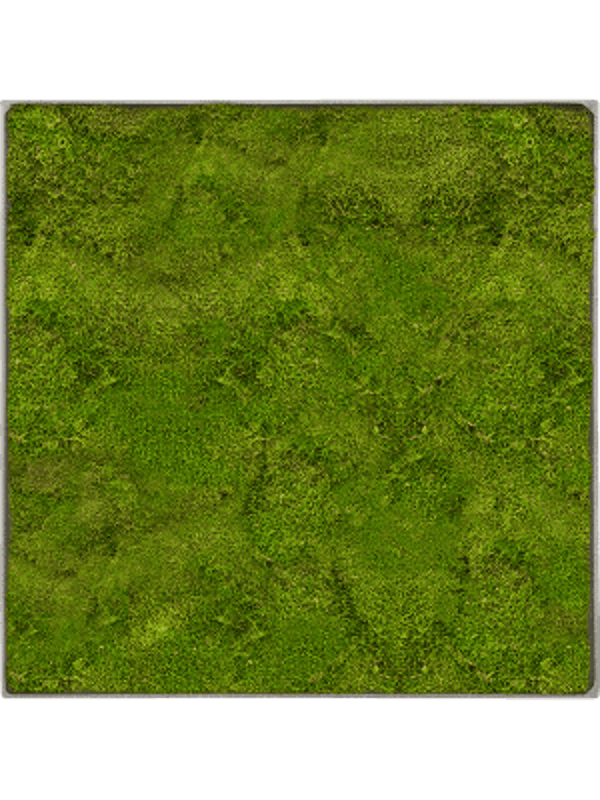 Mosschilderij natural-concrete platmos 90 x 90 cm