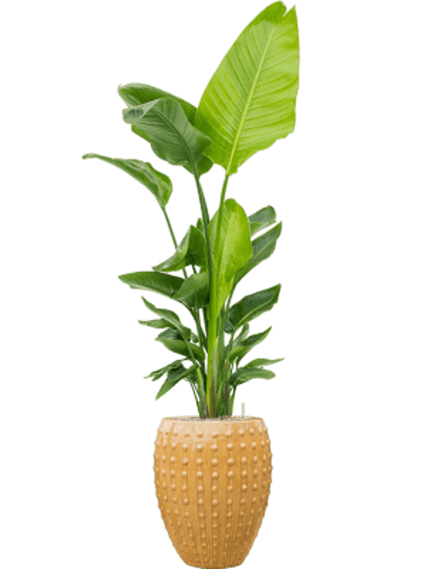 Combinatie Strelitzia Laos okergeel