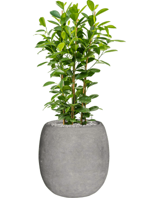 Combinatie Ficus Baq Polystone