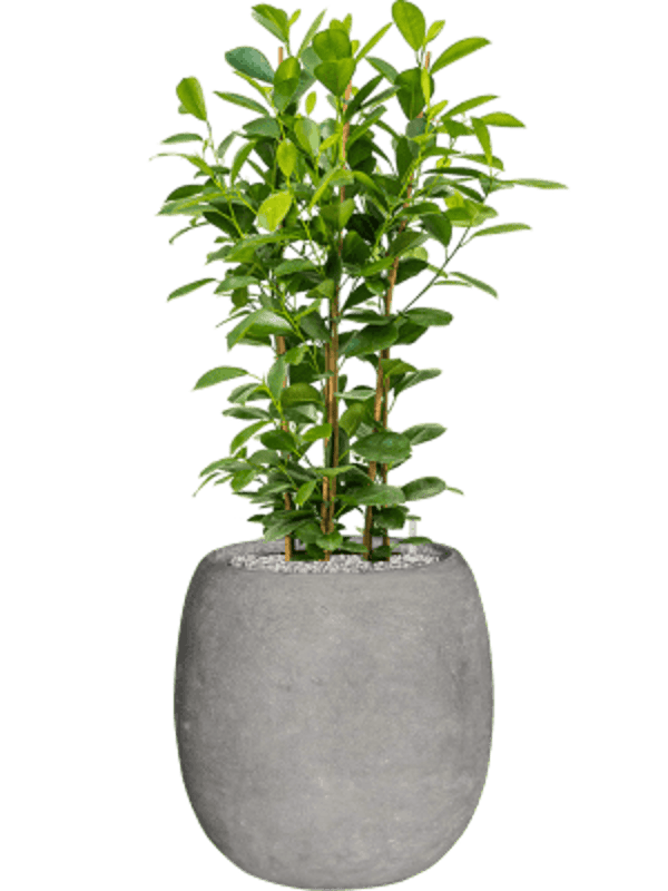 Combinatie Ficus Baq Polystone