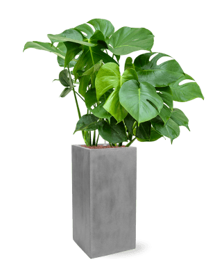 Combinatie Monstera Fiberstone