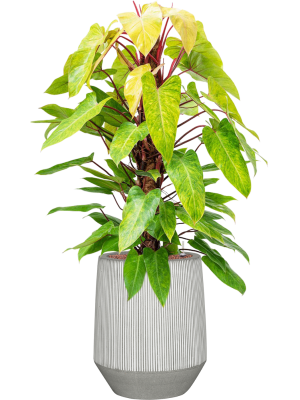 Combinatie Philodendron Ridged