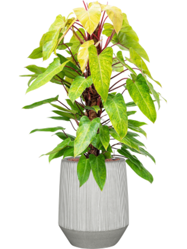 Combinatie Philodendron Ridged