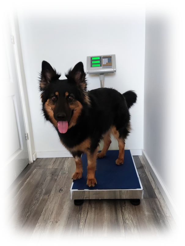 Orthomoleculair voedingsconsult