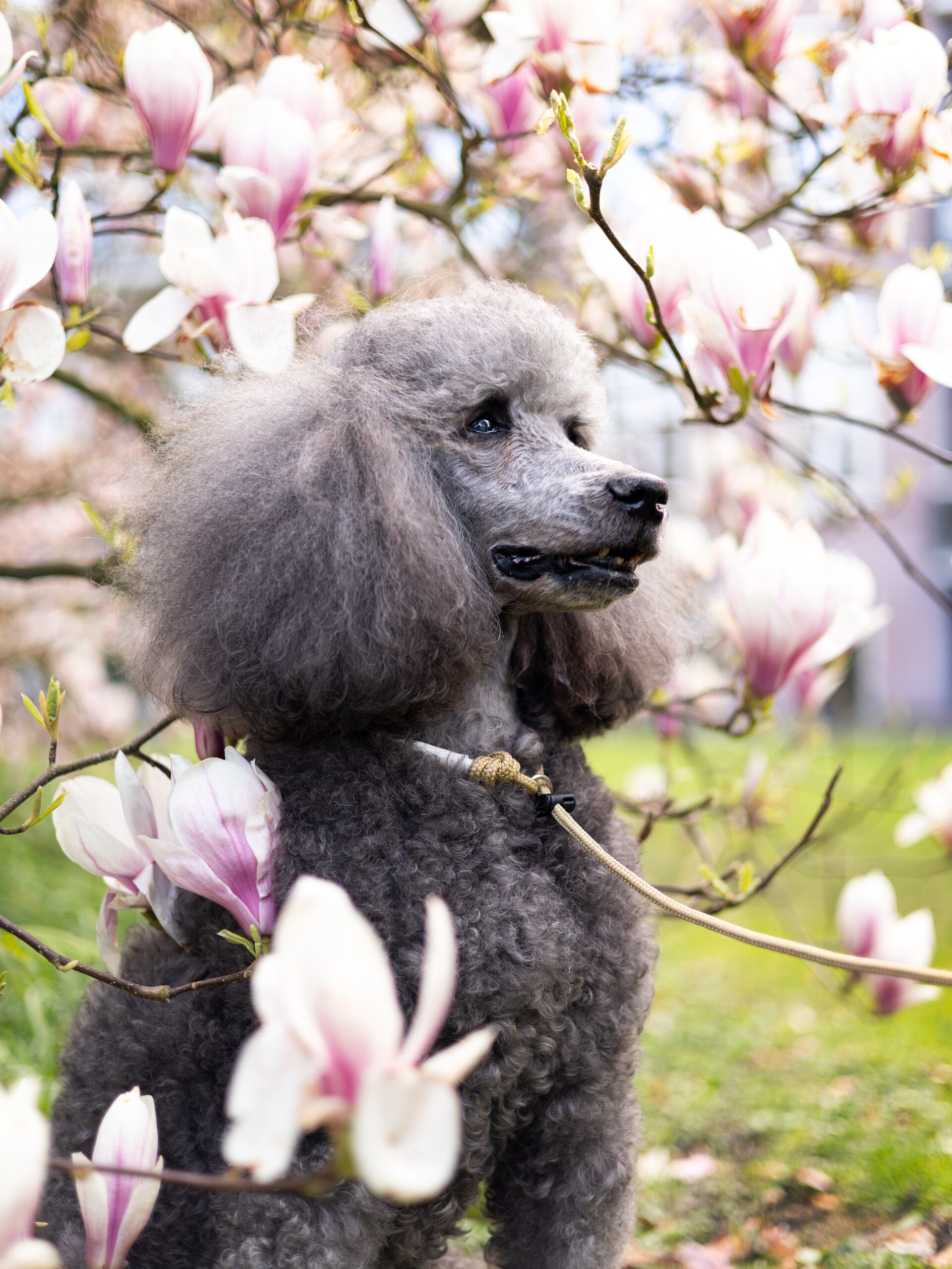 Honden fotolijn met cord lock 6 mm
