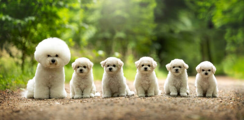 Bichon_Frise-Nest_foto_2025