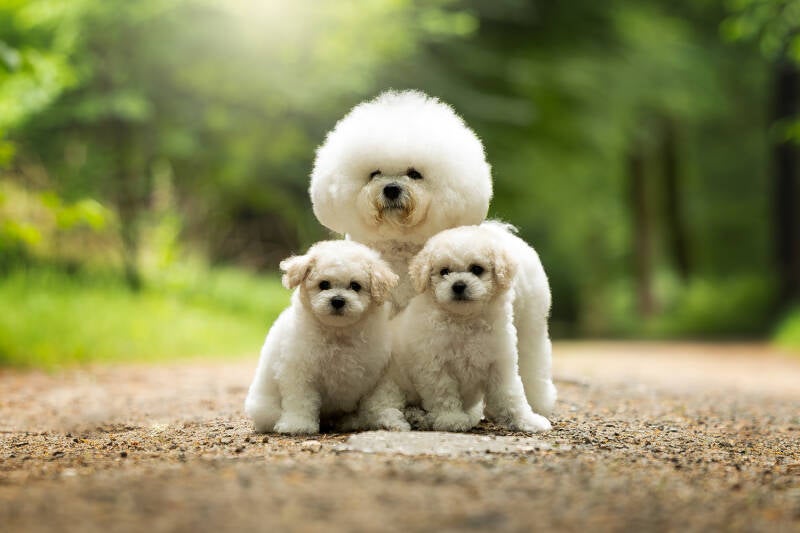 Bichon_Frise_moeder_en_twee_puppys