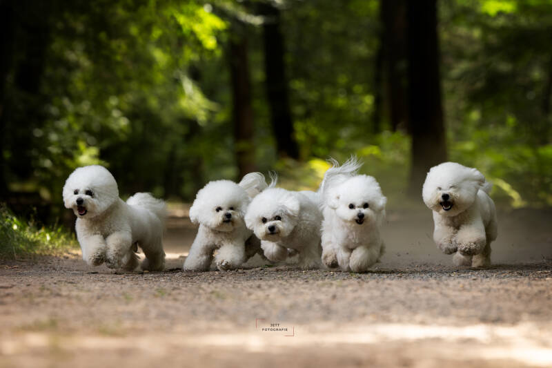 bichon-nestje-actie-1-jaar