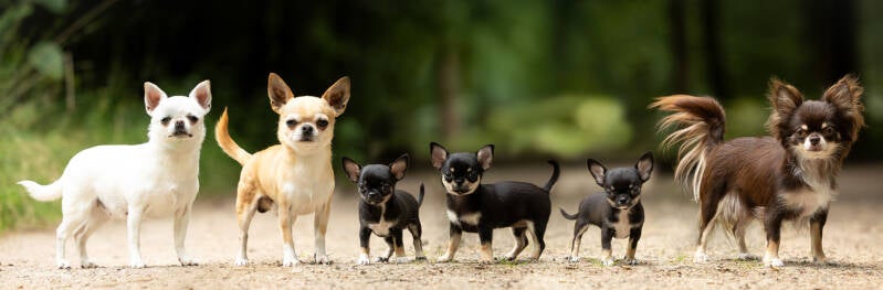 chihuahua_nest_foto_2025