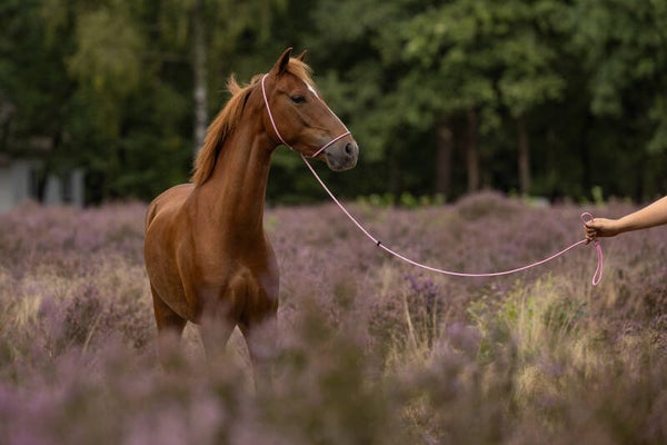 Compleet set fotohalster + fotolijn