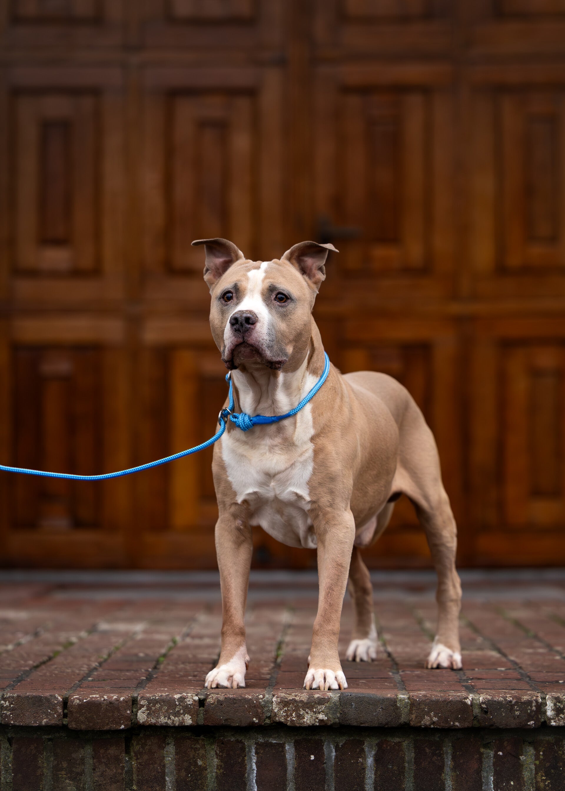 Honden fotolijn 8 mm