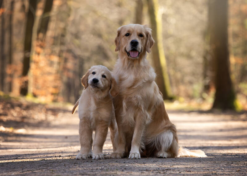 Golden_retriever_moeder_en_dochter