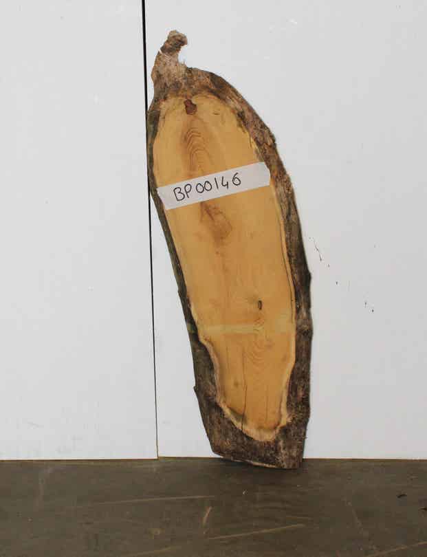 Boomstam plank Acacia 146