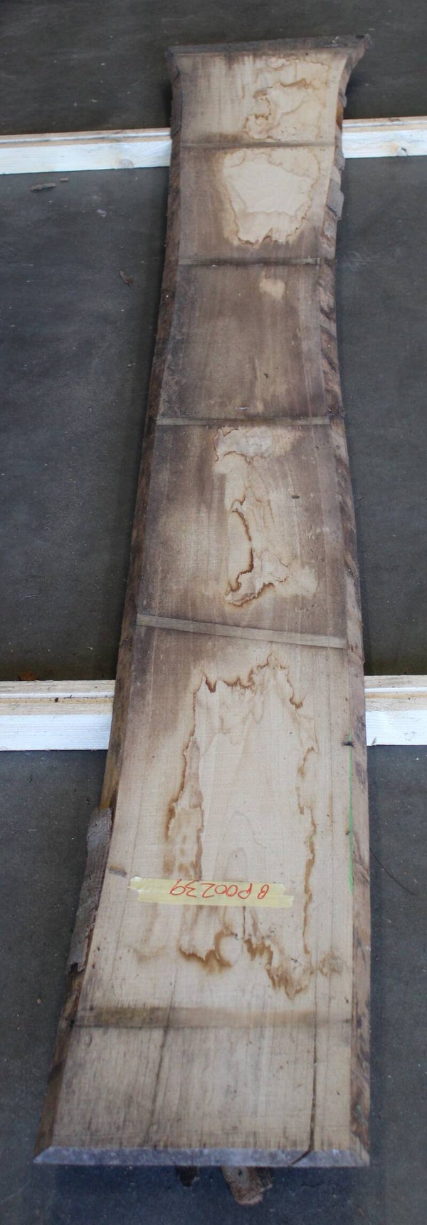 Boomstam plank Beuk 239