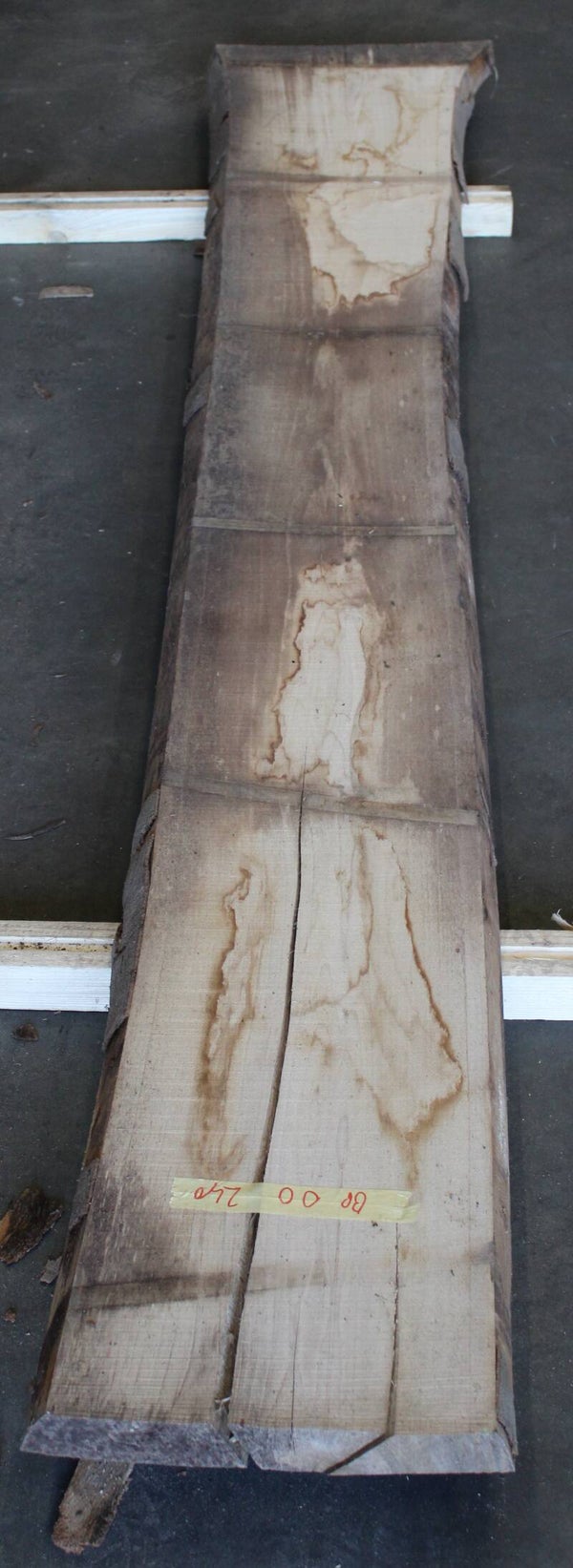 Boomstam plank Beuk 240