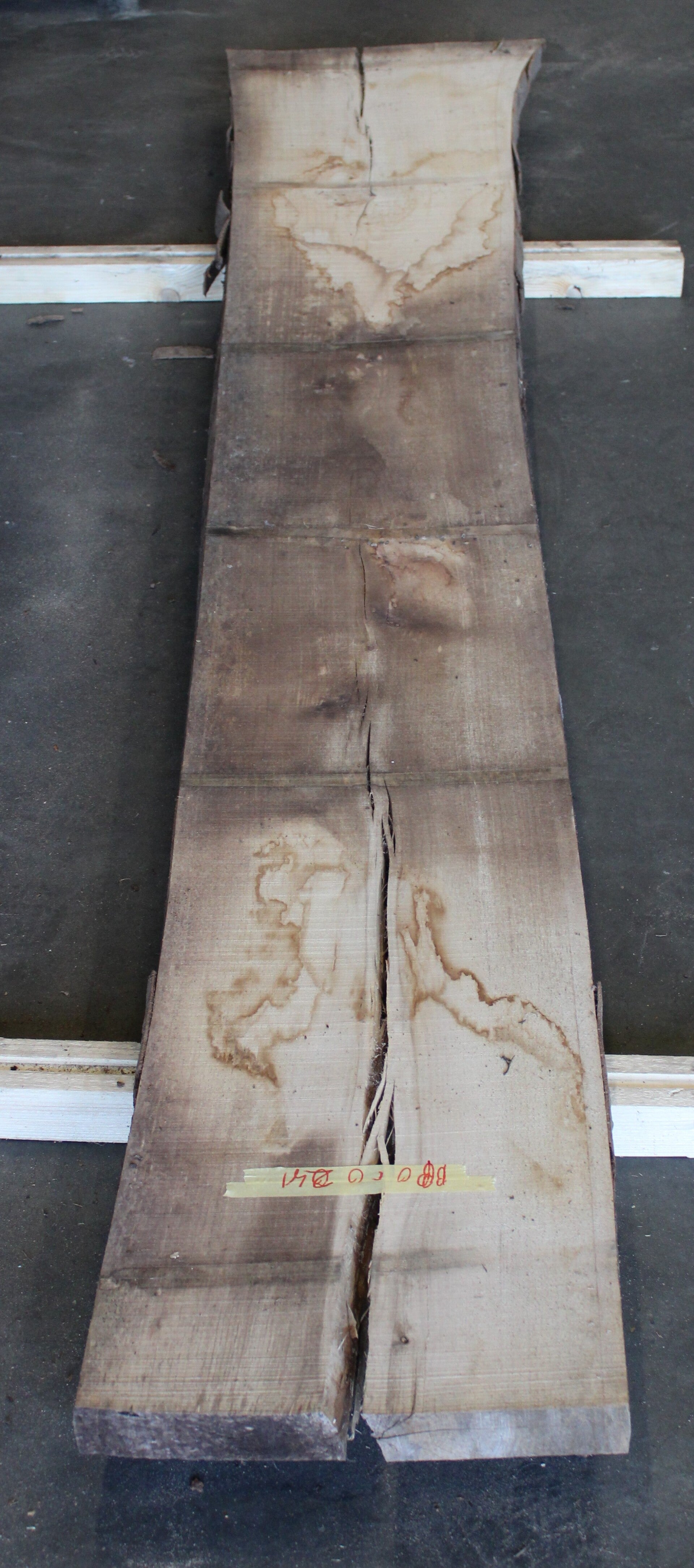 Boomstam plank Beuk 241