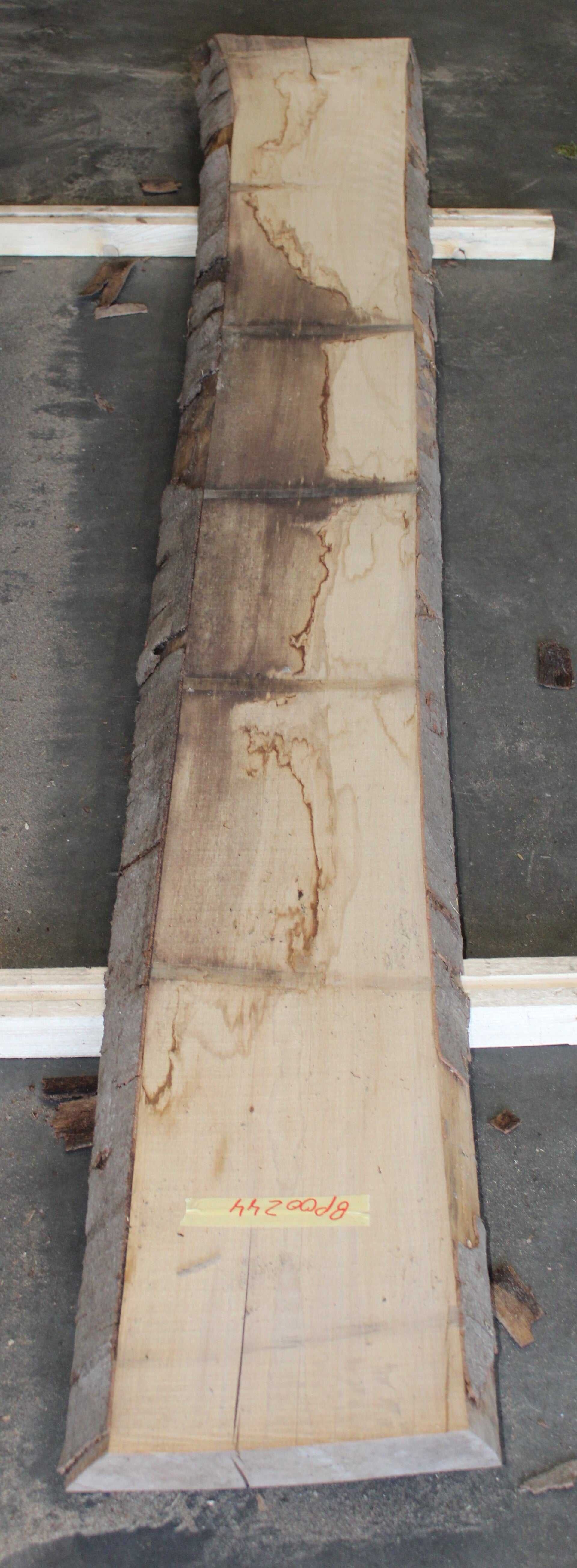 Boomstam plank Beuk 244