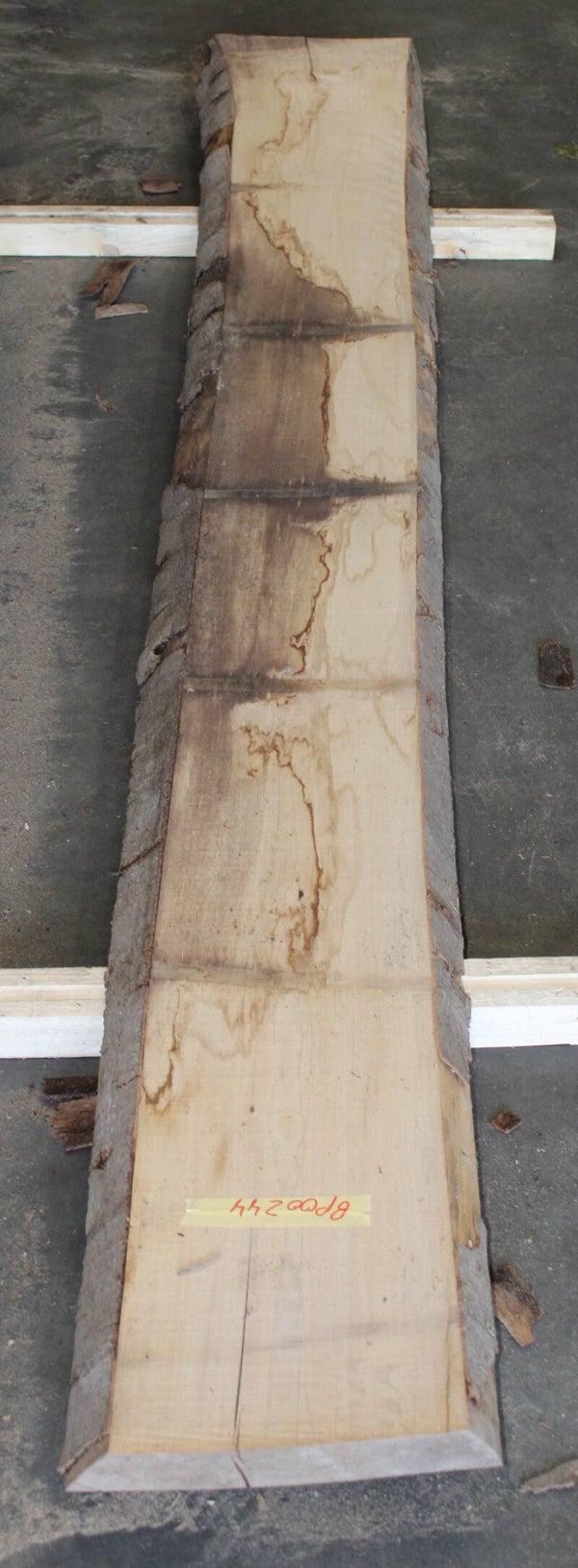 Boomstam plank Beuk 244