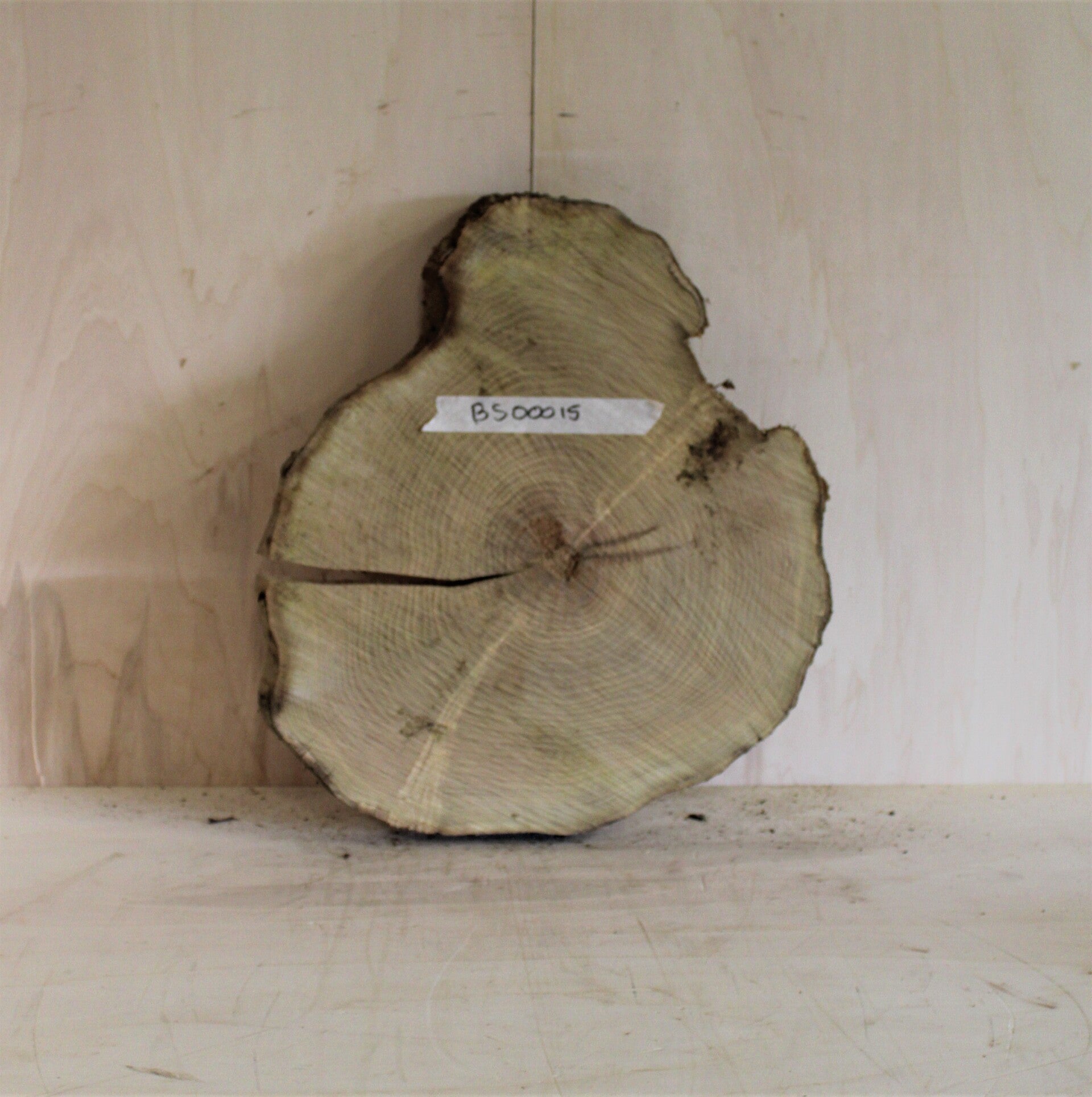 Boomstam schijf Acacia 15