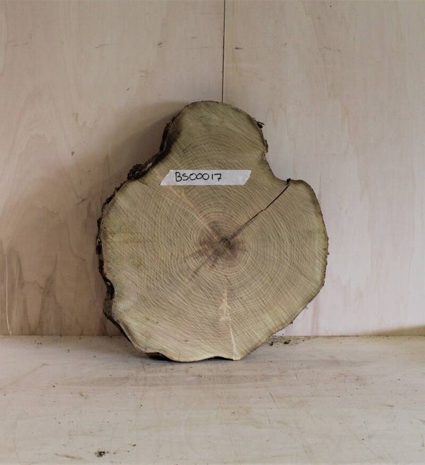 Boomstam schijf Acacia 17