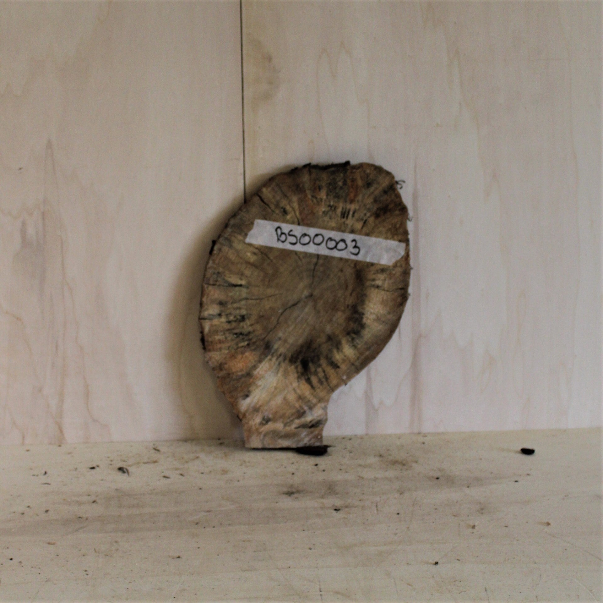 Boomstam schijf Populier 03