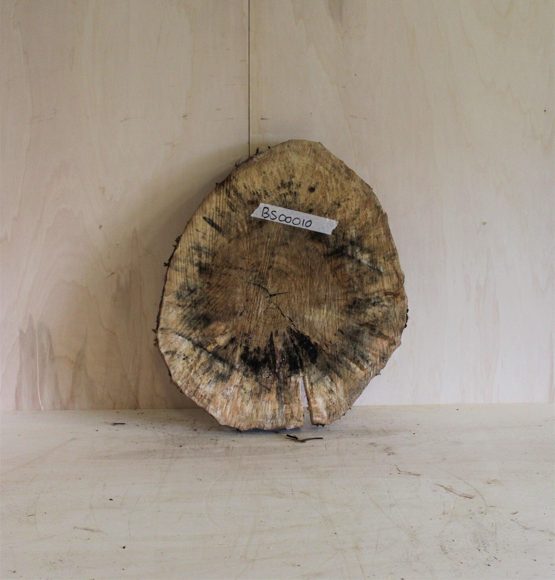 Boomstam schijf Populier 10