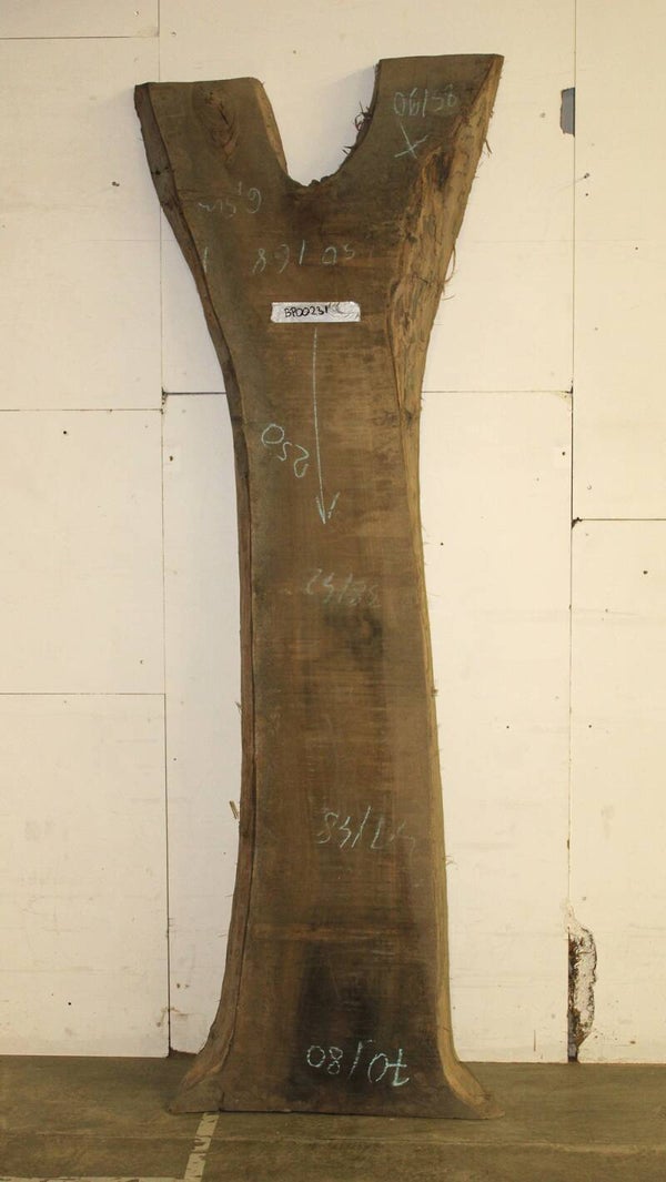 Boomstam plank Walnoot 231