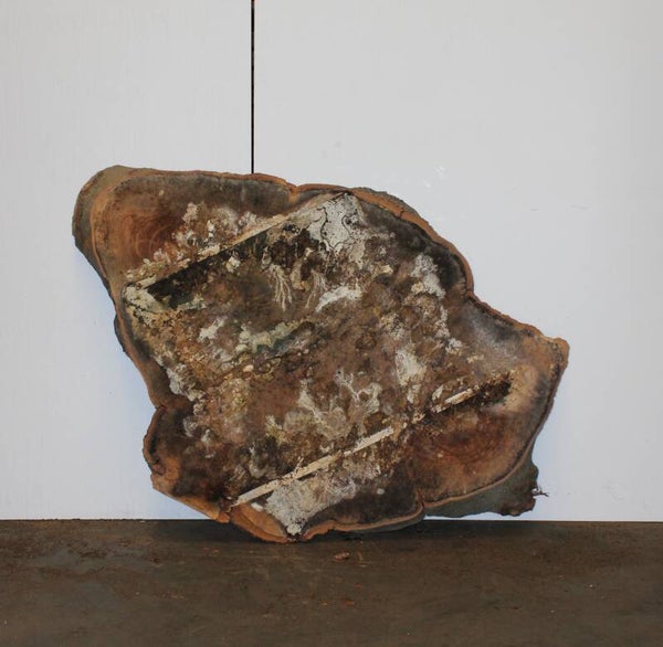 Boomstam schijf Beuk 35