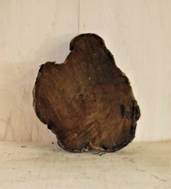 Boomstam schijf Acacia 13