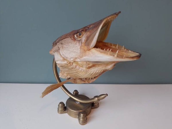Snoek taxidermie