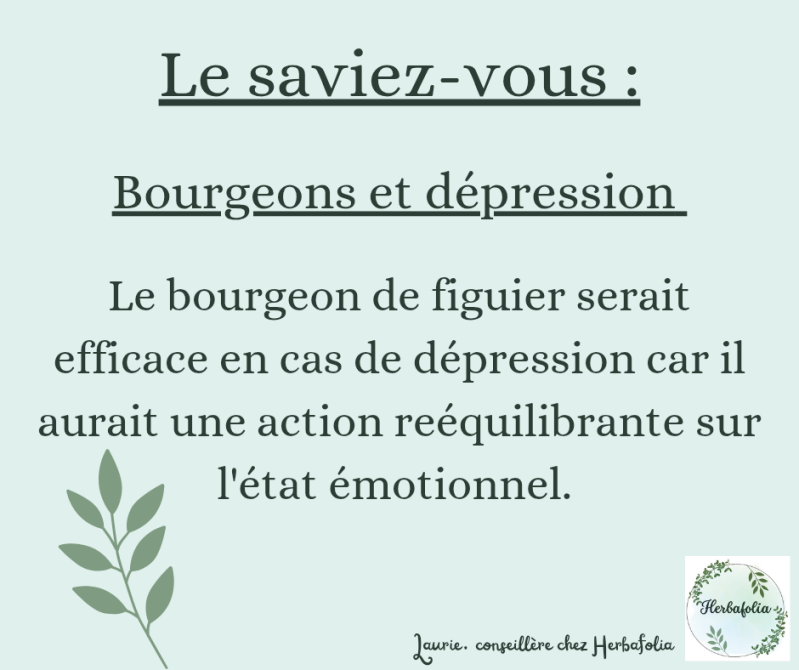 Gemmothérapie : bourgeon de figuier et dépression 