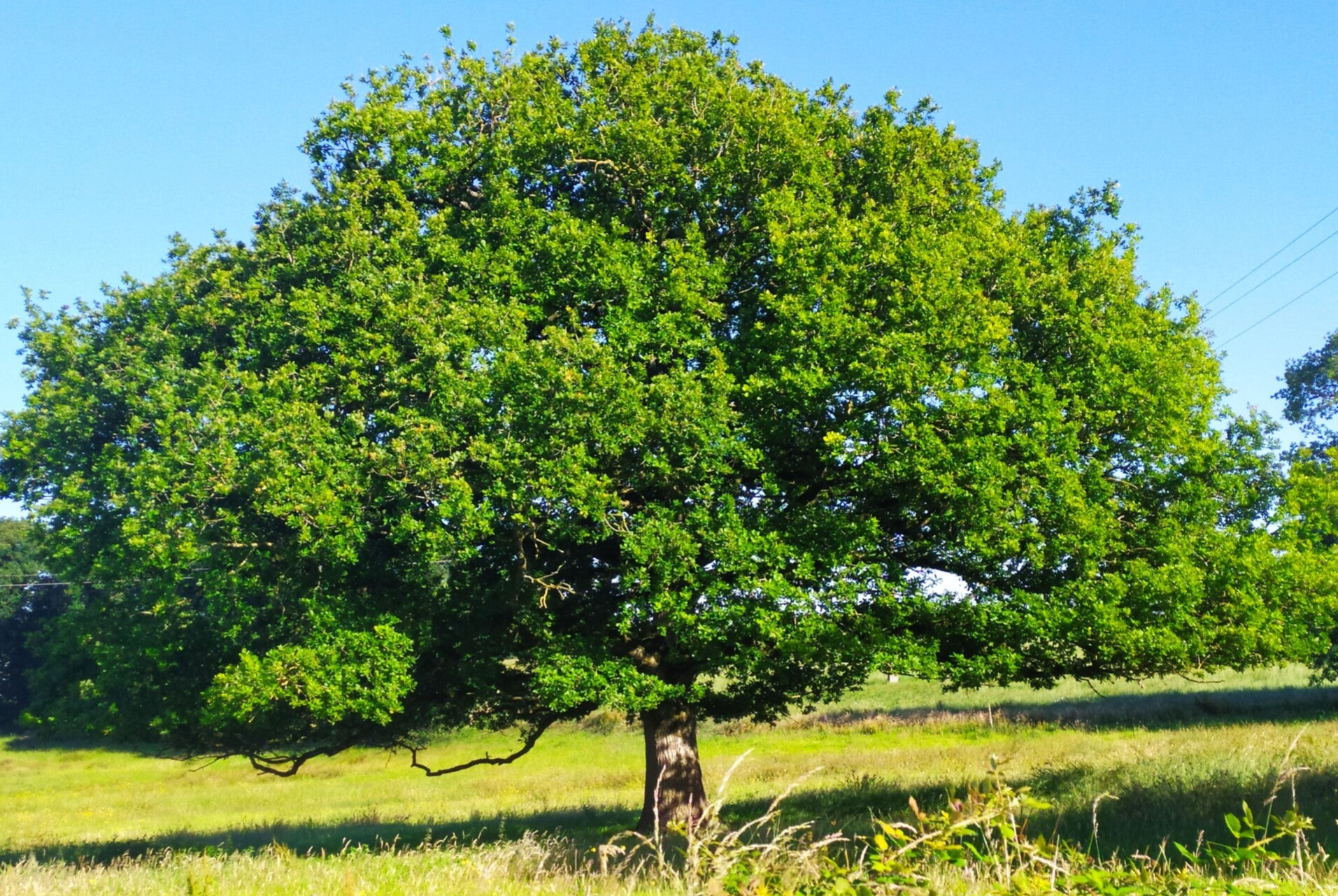 Abre dans un champ pour illustrer mes conseils en gemmothérapie
