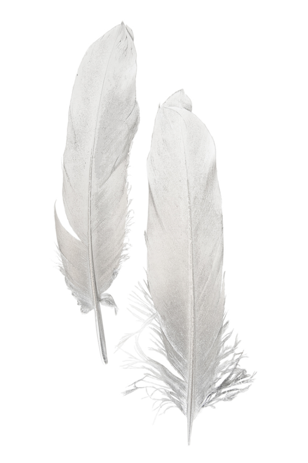 Ganzenveer Zilver 18-20 cm