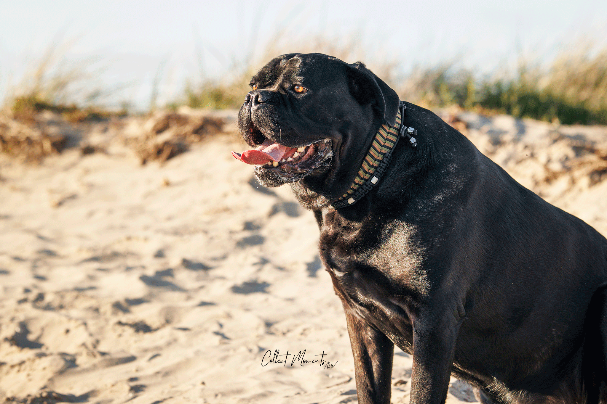 Army Playfull collar