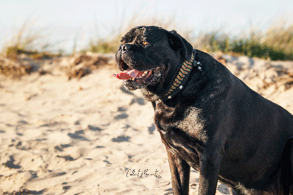 Army Playfull collar