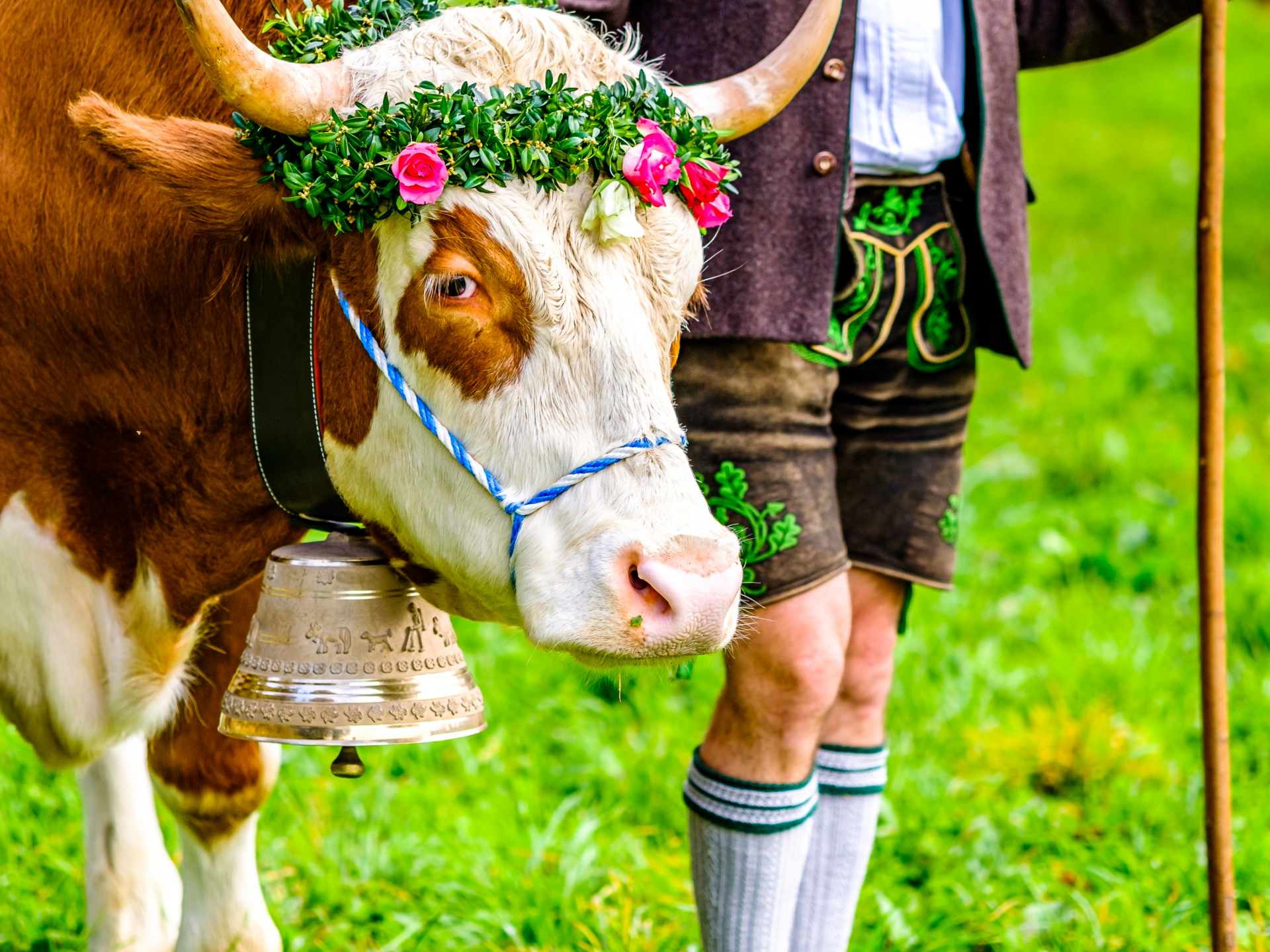 Een versierde koe met zijn herder tijdens de optocht Almabtrieb