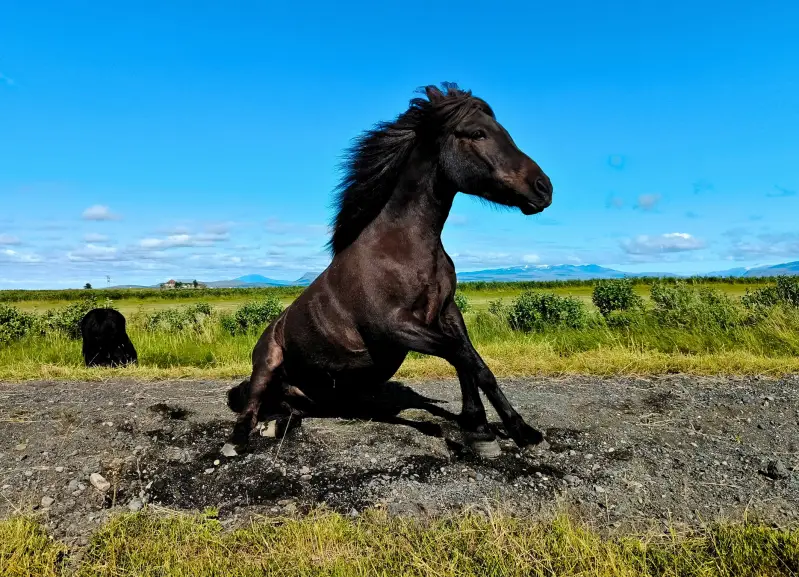 ijslandse-paarden-rijles-retraite-standard-ns4kxl.webp