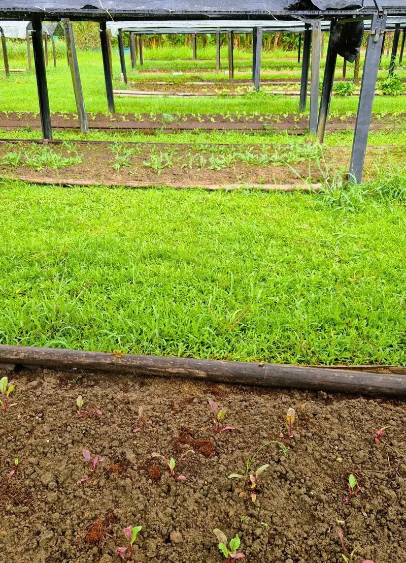khao-sok-organische-tuin-standard.webp
