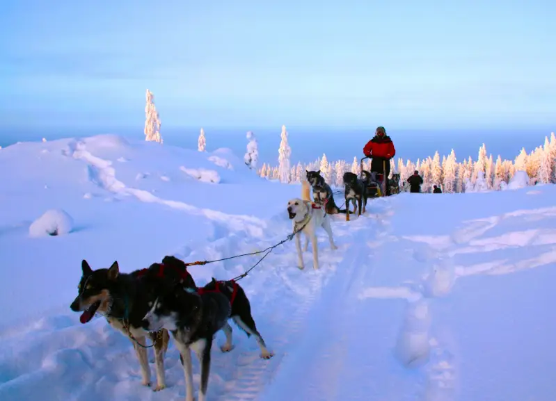 lapland-winters-husky-slede-sneeuw-landschap-standard-ouq73l.webp