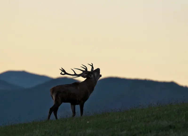 oasy-hotel-natuurgebied-wild-spotting-zonsopgang-standard-9xgsx9.webp